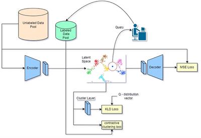 Semi-supervised active learning using convolutional auto- encoder and contrastive learning